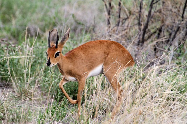 Common duiker